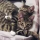 Catatonic1