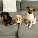 Rufus and Lucy and Penny