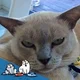 catfanaticau