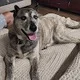 Lilybeth