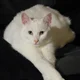 Filippos