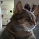 Dan