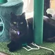 Cat V.