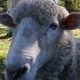 GrumpyUnclePete