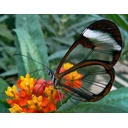 Simon profile picture