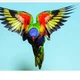 Rainbow Parrot