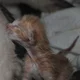 Kiti