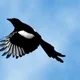 Magpie