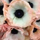Tikka Rose