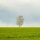 AAA