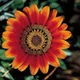 Terri Abram