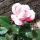 Belinda M.