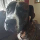 Sophia