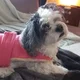 Flibberdejibbet