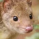 Quoll