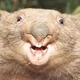 Haggis