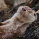 Tia T.