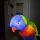 Ollie99