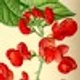 scarletrunners