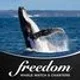 Freedom Whale Watching