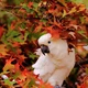 Pet_au
