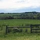 sheehanpam