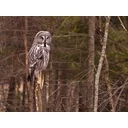 Elisabeth profile picture