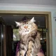 cougar999