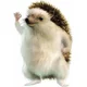Sam.O