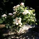 Blossom