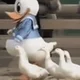 Rare Duck