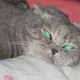 Meesha the Owl Cat S.