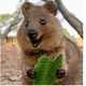 Happy Quokka