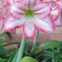 Tracie P profile picture