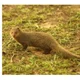 Mongoose
