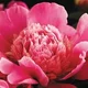 Peony Rose