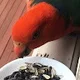 P P.