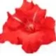 JAD