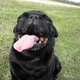 rosco1pug