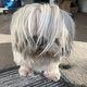 Corinne the groomer