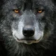 Wolfie