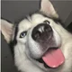 Koda