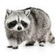 Raccoon P.