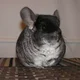 Chinchillin