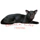 Black Cat Hosting