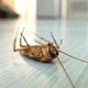 Active Termite Control