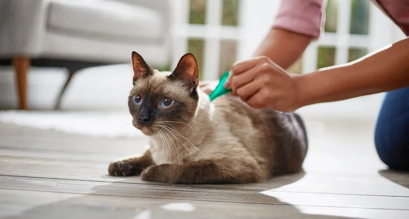 A spot-on treatment being administered to a cream and brown coloured cat