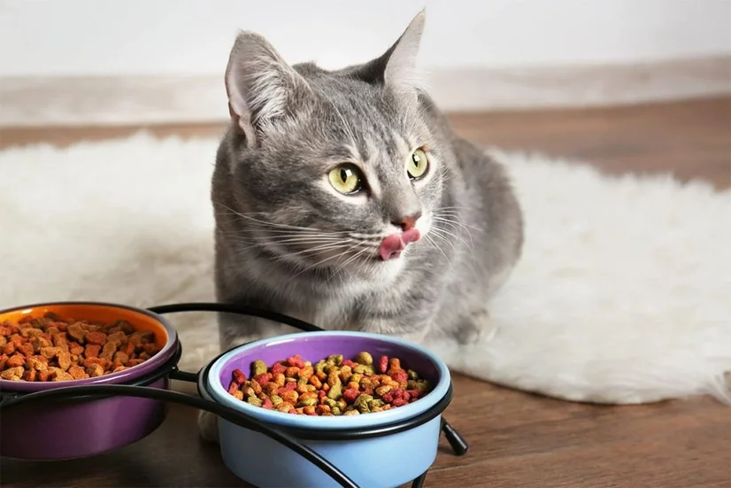 Kitten stopped eating dry food sale