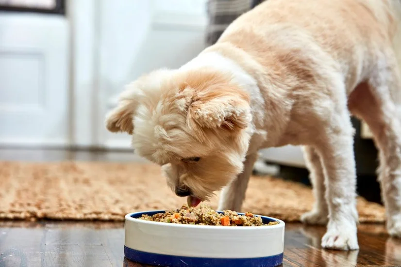 The Best Dry Dog Foods for 2021 - Dog Food Advisor