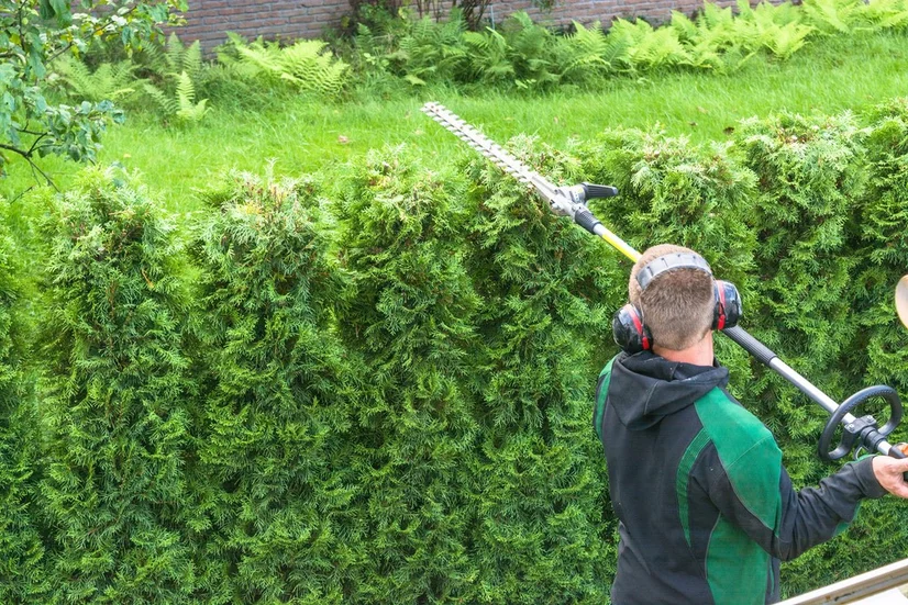 man_trimming_tall_hedge_top_with_extendable_hedge_trimmer